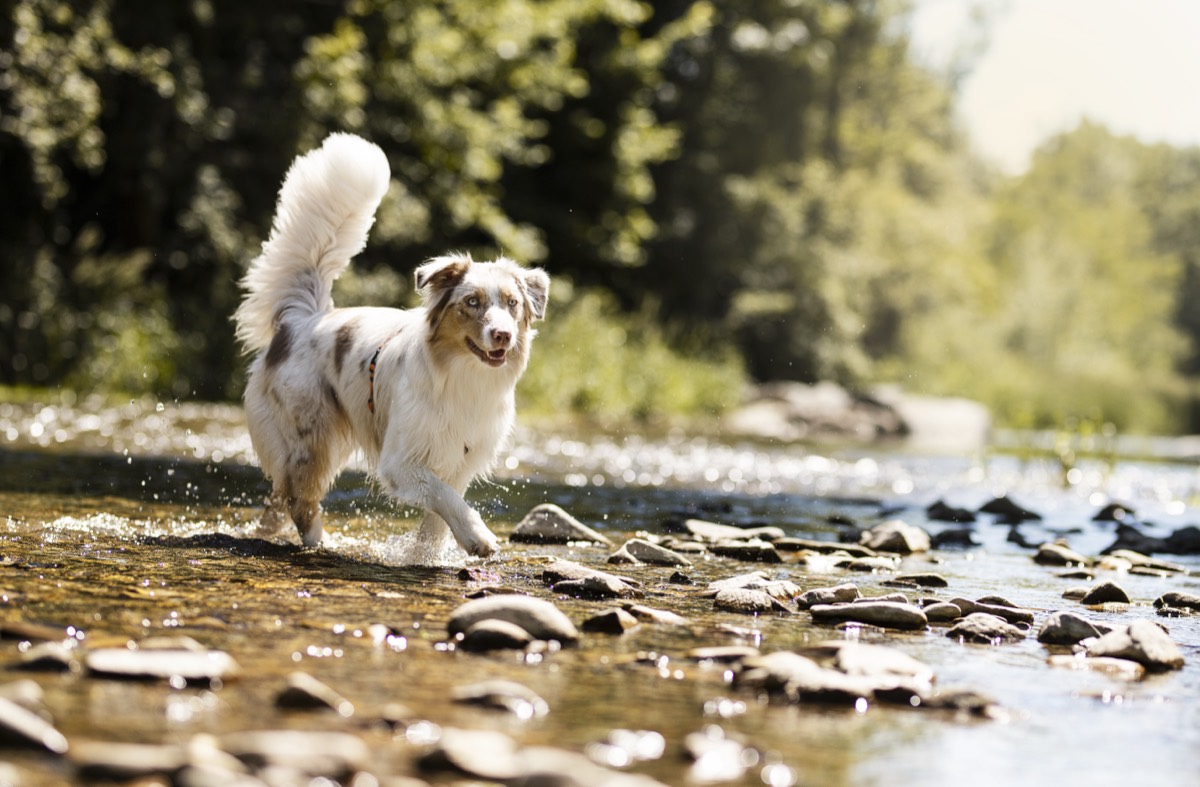 Australian Shepherd watet durch einen klaren Bach