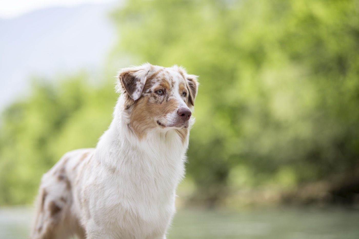 Australian Shepherd Portrait in der Natur
