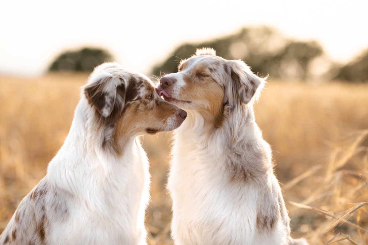 Zwei Australian Shepherds geben sich ein Küsschen
