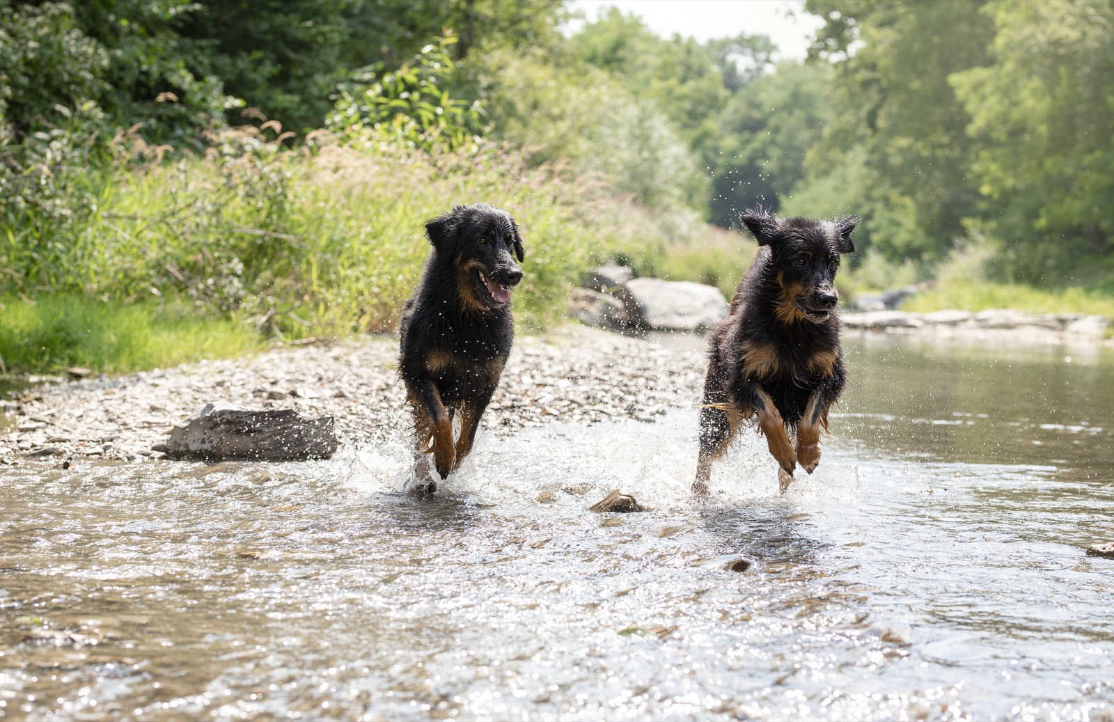 Zwei Hunde laufen fröhlich durch einen Bach