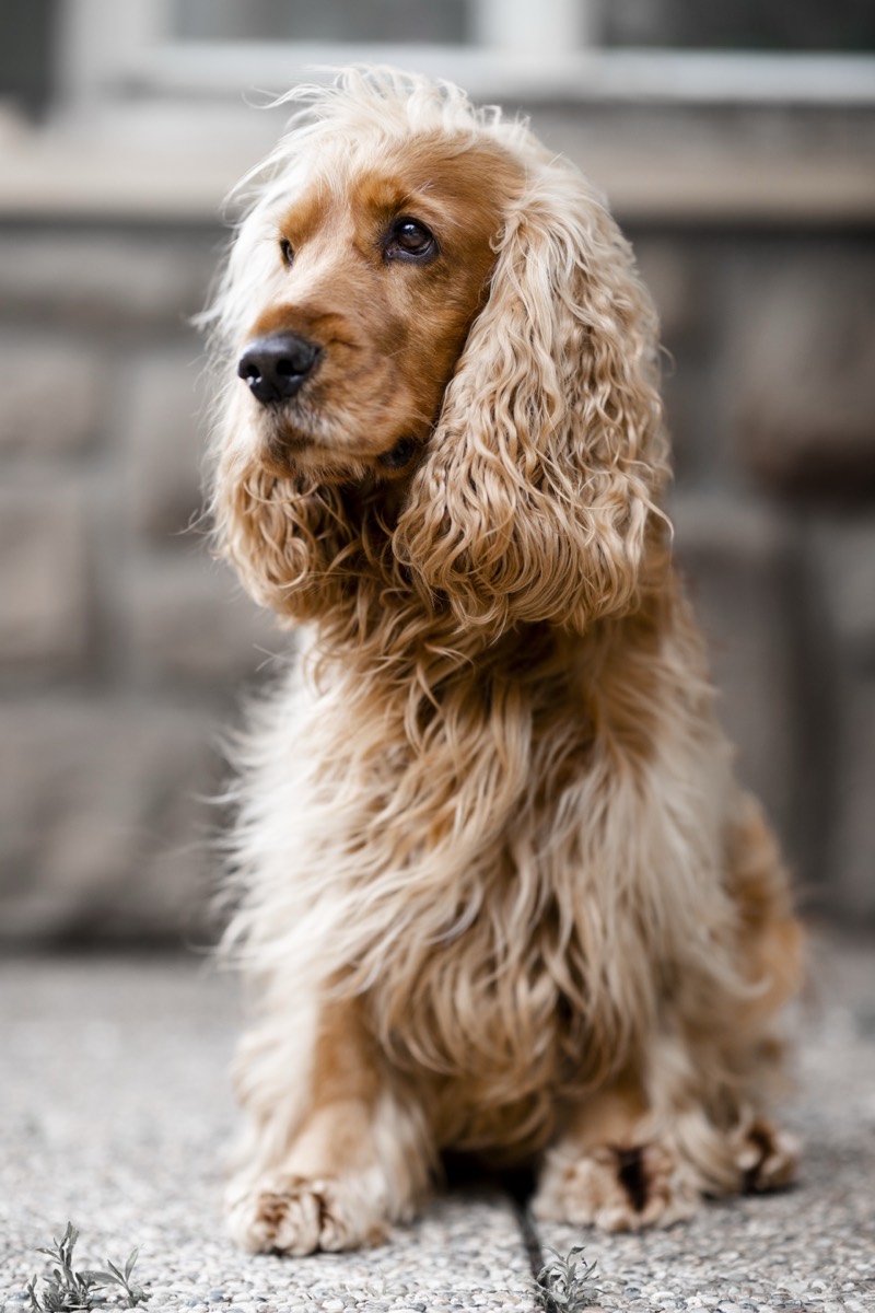 Frisch frisierter Cocker Spaniel sitzt brav