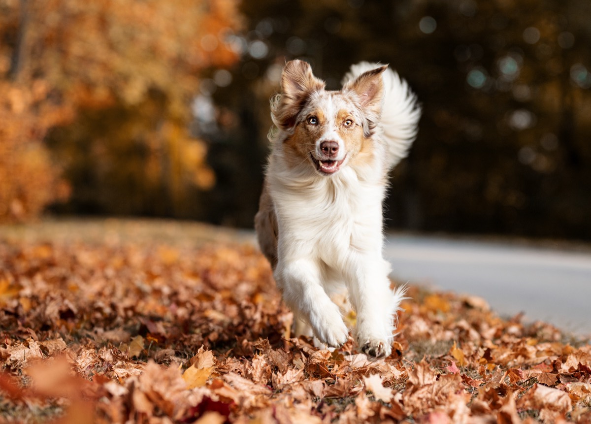 Australian Shepherd rennt durch buntes Herbstlaub