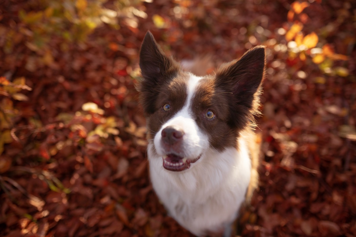 Brauner Hund schaut treuherzig nach oben