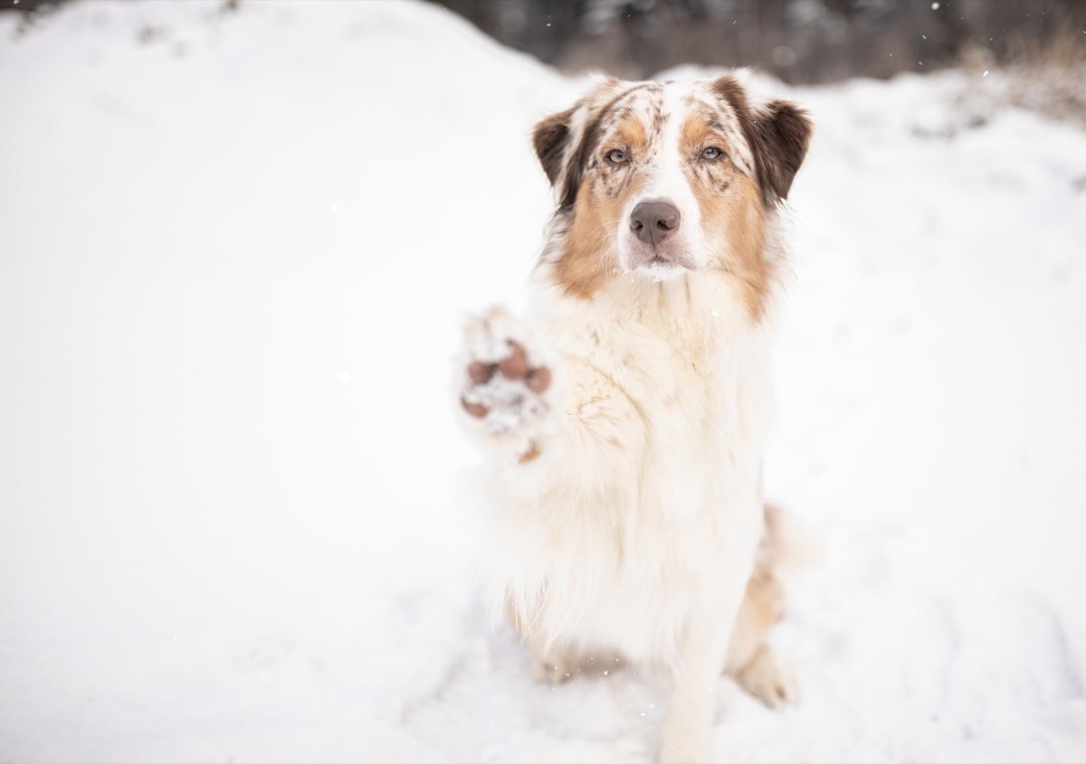 Australian Shepherd hebt im Schnee die Pfote zum Winken