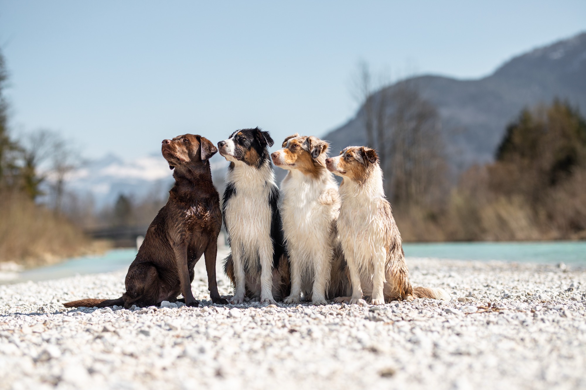 Vier Hunde sitzen nebeneinander vor Bergkulisse
