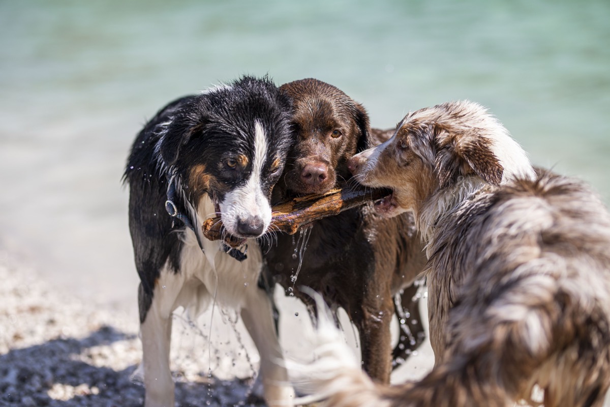 Drei Hunde teilen sich ein Stöckchen am Wasser